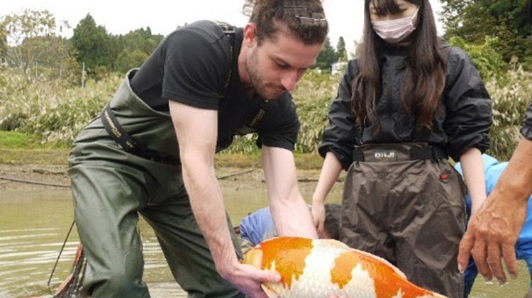 Carp harvesting